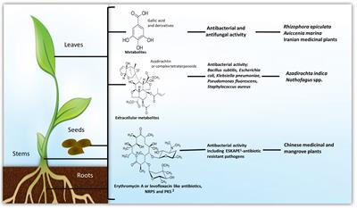 Bioactive Products From Plant-Endophytic Gram-Positive Bacteria